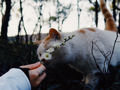-无锡梅园公园