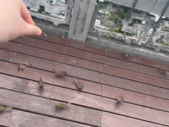 -湖畔居茶楼(湖滨店)
