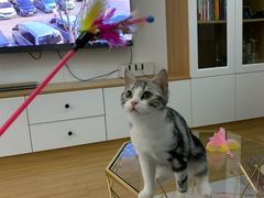 -Bastet sally猫舍购宠(静安店)