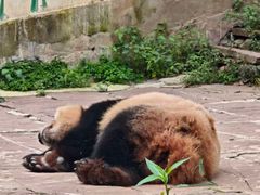 -中国大熊猫保护研究中心雅安碧峰峡基地