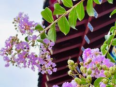 -济南大明湖景区