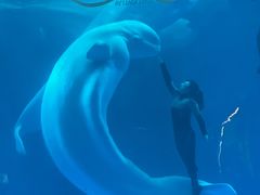 -海合安成都极地海洋公园
