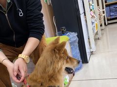 -瑞鹏宠物医院·猫科·宠保定点(梅溪湖分院)