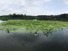 -溱湖国家湿地公园