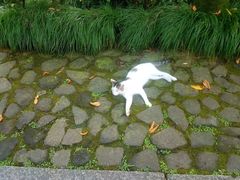 -法云古村