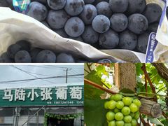 -马陆小张葡萄园农家乐