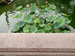-豫园湖心亭茶楼