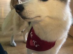 -Husky Go! 哈士奇体验馆·宠物咖啡厅狗咖