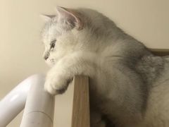 -瑞鹏宠物医院·骨科·猫科·内科(第一中心)