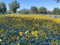 -长白岛森林公园