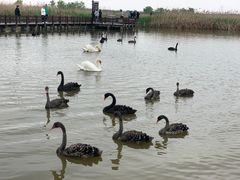 -宁波杭州湾国家湿地公园