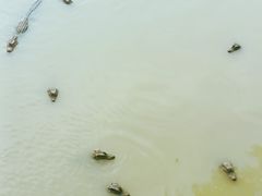 -中国扬子鳄村