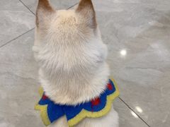 -柴犬小屋·柴餐厅·狗咖食堂(金鼎广场店)