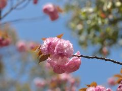 -高东镇樱花园