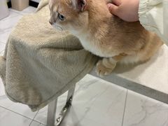 -艾吉宠物医院·疑难杂症转诊中心·猫友好(碧江路院)