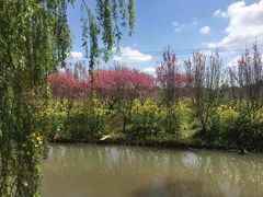 -南汇桃花村