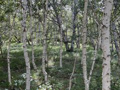 -塞罕坝国家级自然保护区