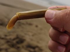 -北戴河东海水浴场
