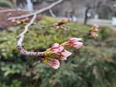 -武汉大学-樱园