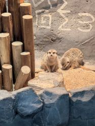 -Zoolung Zoolung动物主题公园(海信广场店)