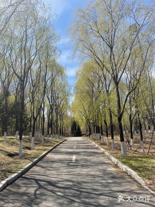 长白岛森林公园图片