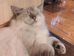 -绒爪撸猫下午茶·猫咖