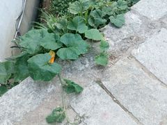 -灵山景区梯田