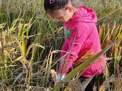 -前小桔亲子创意农场·草莓采摘·露营烧烤