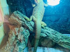 -Rabbit Cafe私房西餐甜点咖啡(栖霞路店)