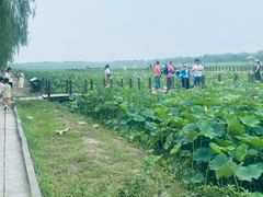-西青郊野公园