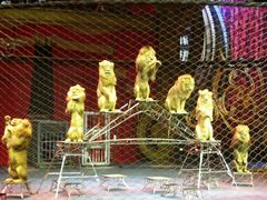 -珠海横琴长隆《卡卡虎奇遇记》