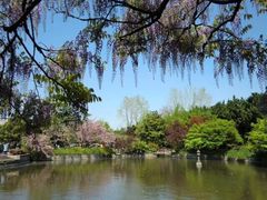 -嘉定紫藤园