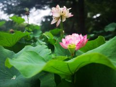 -陈家山荷花公园