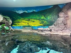 -上海海洋水族馆