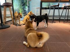 -柴犬高等学院·狗咖·柴犬售卖·宠物训练