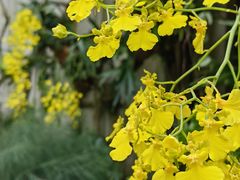 -深圳市中科院仙湖植物园