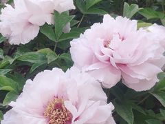 -洛阳市隋唐城遗址植物园