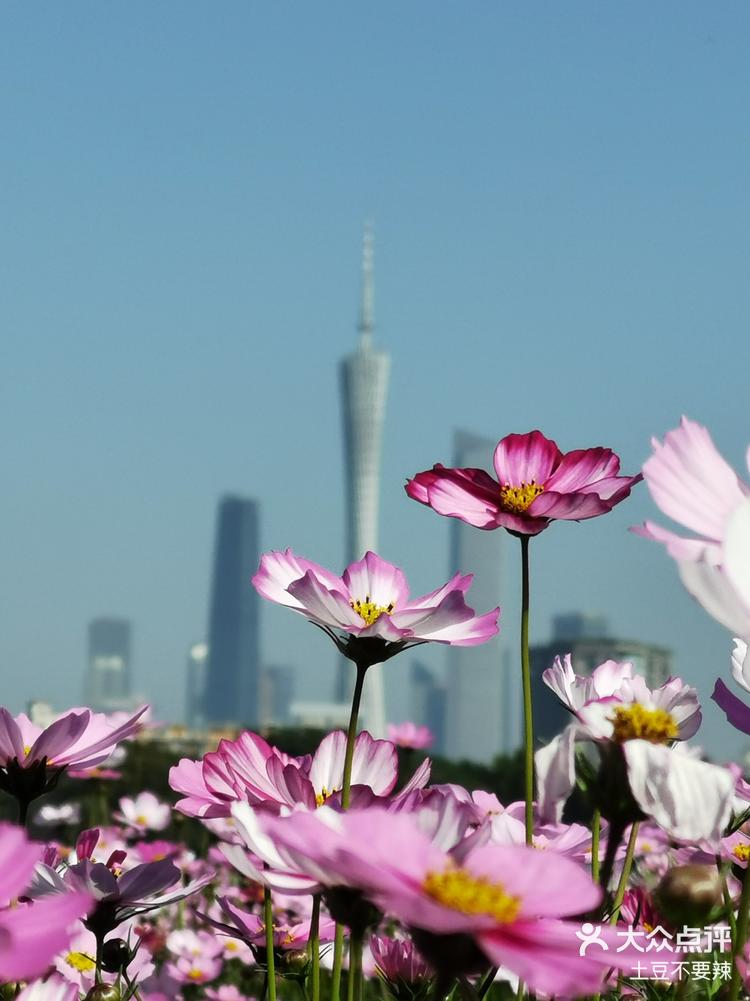 去海珠湖公园看花海里的广州塔
