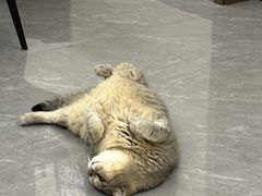 -佳雯宠物医院·皮肤科·内外科(春晓路分院)