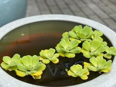 -袖虎猫馆(十亩地店)