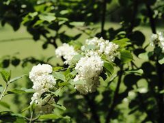 -上海滨江森林公园