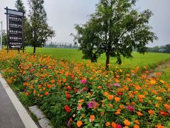 -七的湖·晚芳亭·阳澄湖农家菜·大闸蟹(莲花岛店)
