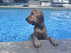 -汪说喵讲宠物乐园宠物酒店(红星美凯龙店)