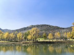 -千年银杏谷文化旅游区