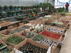 -龙大花卉苗木市场