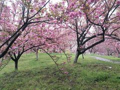 -洪湖生态旅游区