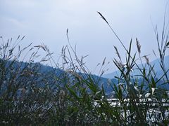 -腾冲北海湿地