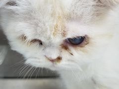 -美联众合爱康动物医院•复杂内科•肿瘤科•牙科•腔镜诊疗中心