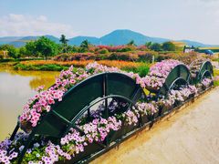 -亚龙湾国际玫瑰谷