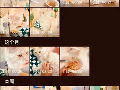 -momokira米努特·德文卷毛猫·棉花面纱犬